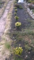 WP_20170306_001.jpg
