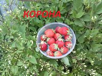 КОРОНА.jpg