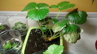 IMG_20170310_072212-896x504.jpg
