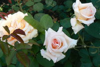 P1050031.JPG