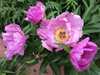 IMG_5853.JPG