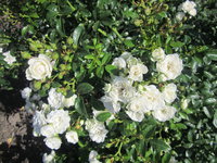 IMG_1168_1.jpg