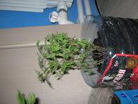 IMG_6795.JPG