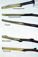Груши стр.8.jpg