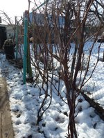 Виноградник (12.03.2017)