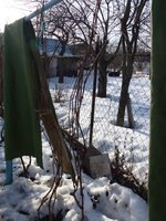Виноградник (12.03.2017)