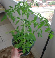 Каскад ело. Биотехника
