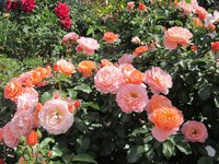 IMG_1965.JPG