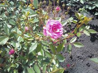 IMG1894-01.jpg
