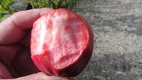 Bloody Ploughman.jpg