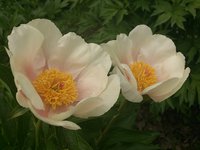 DSC_0241.jpg