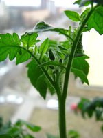 IMG_2621.JPG