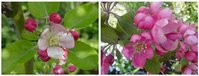 Brian Durrant's apple (Norfolk) и Malus Soulardii.jpg