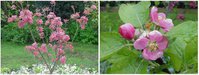 Bieinrode (слева) и Grenadine.jpg