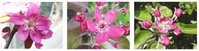 George's Red, Huonville Crab, Mott's Pink.jpg
