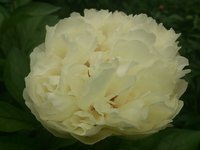DSC_0341.jpg