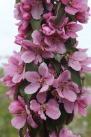 Кукушка (Cuckoo).jpg
