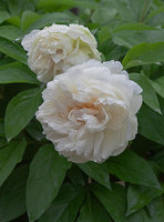 Ballerina_2013.jpg
