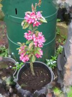 Яблоня Сулярда (Malus soulardii).jpg