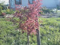 IMG1933-01.jpg