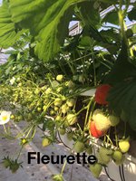 FLEURETTE