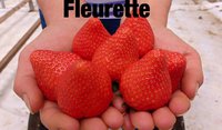 FLEURETTE