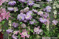 Clematis Princess Charlotte.jpg