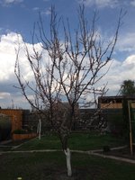 2015-05-02 13.46.41.jpg