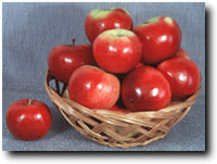 coop02  (PRI 1225-100 = PRI 14-510 х NJ 123249), представленный как Прима (Дейтон и др.. 1970) патент США завод № 28435 переиздание, 1975).jpg