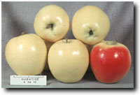 coop10 (PRI 1659-10 = Старкинг Delicious х PRI 610-2) (Williams и др.. 1972) США завод Патент № 4321.jpg