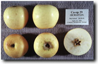 coop29 (PRI 2050-4 = Golden Delicious х PRI 1050-201 (1050NJ1)) (Корбан и др.. 1990).jpg