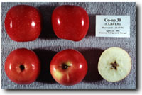 coop30 (PRI 2693-1 = PRI 1661-2 x PRI 1661-1) (Korban et al. 1990) Introduced as Enterprise in 1993; US Plant Patent No. 9,193.jpg