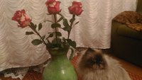 P_20170126_003423.jpg
