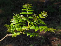 Fraxinus excelsior