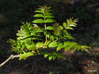 ЯСЕНЬ__________XXX_7__Fraxinus excelsior.jpg (884.79 КБ) 7140 просмотров Fraxinus excelsior