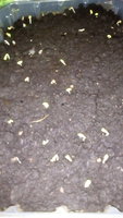 IMG_20170405_162524.jpg