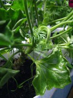IMG_2761.JPG
