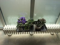 IMG_3575.JPG