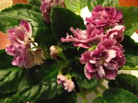IMG_2786.JPG