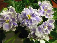 IMG_2796.JPG
