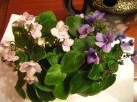 IMG_2798.JPG