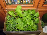 IMG_2782.JPG
