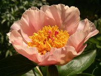 DSC_0633.jpg