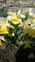 WP_20170409_002.jpg