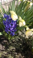 WP_20170409_005.jpg