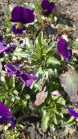 WP_20170409_007.jpg