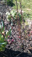 WP_20170409_010.jpg