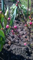 WP_20170409_011.jpg