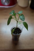 DSC_62406.jpg