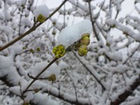 Кизил 15.04.2017